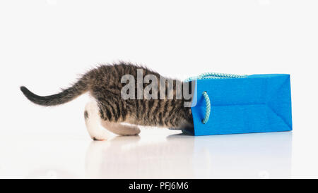 Chaton tigré gris avec la tête dans un sac en papier bleu Banque D'Images