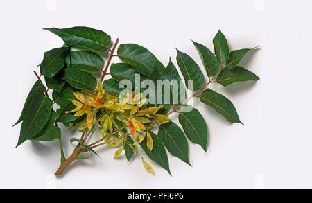 Ailanthus altissima (arbre du ciel), des rameaux à feuilles vert foncé et vert clair fruits Banque D'Images