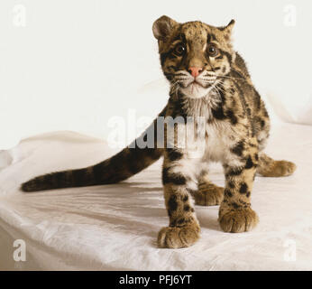 La panthère nébuleuse, Neofelis nebulosa, leopard cub debout, vue de face. Banque D'Images