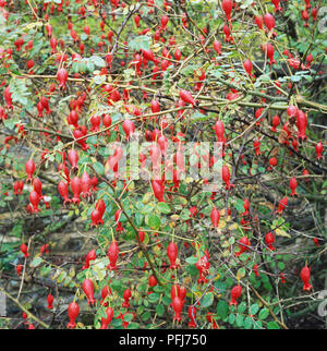 Rosa sp., rouge Rose Hips croissant sur l'arbuste. Banque D'Images