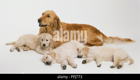 Avec les chiots Golden Retriever. Banque D'Images