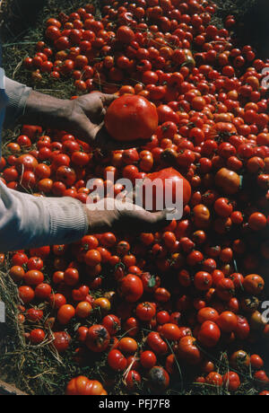 Deux grosses tomates rouges a tenu jusqu'à partir de la lit de paille couverts dans les tomates, augmentation de la vue. Banque D'Images