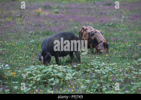 Deux cochons, un omble, l'un noir, le pâturage sur vert luxuriant domaine couvert dans le trèfle et fleurs violettes Banque D'Images