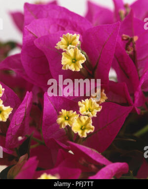 Bougainvillea glabra (Alexander), de petites fleurs jaunes en grappes, entouré de violet-rose, bractées triangulaires, close-up Banque D'Images