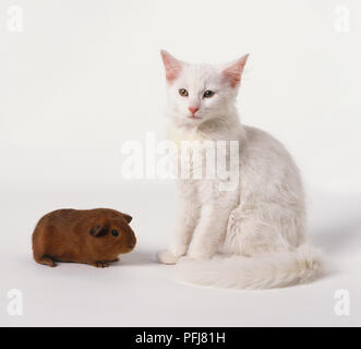 Chat blanc (Felis silvestris catus) assis à côté de brown cobaye (Cavia porcellus), vue de côté. Banque D'Images