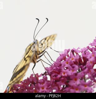 Tiger Swallowtail Butterfly (Papilio glaucus) perché sur pink flowerhead, profile close up. Banque D'Images