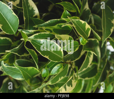 Ficus benjamina 'Starlight', feuilles panachées de Weeping Fig cultivar, close-up. Banque D'Images