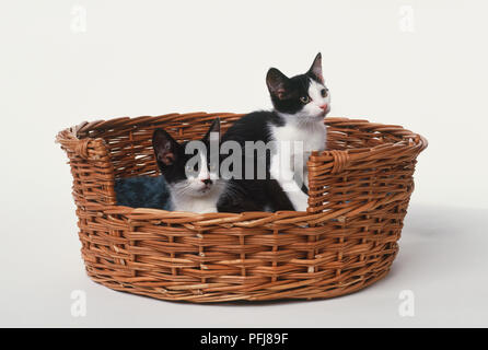 Deux chatons noirs et blancs dans la région de Willow basket Banque D'Images