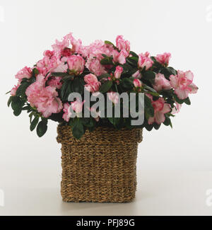 Rhododendron simsii, rose à fleurs de plus en plus d'arbustes azalées dans panier en osier. Banque D'Images
