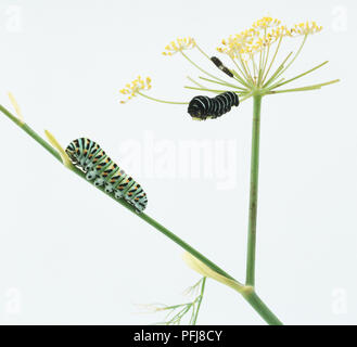 Caterpillar machaon (papilio machaon) perché sur la tige des plantes, deux autres chenilles sur flowerhead en arrière-plan, Vue de côté Banque D'Images