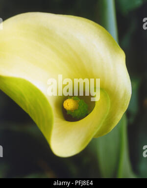 Zantedeschia elliottiana Arum, Golden flowerhead avec spathe jaune, close-up. Banque D'Images