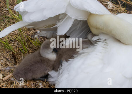 Photo de jeune cygne muet logo sur le nid avec leur mère Banque D'Images