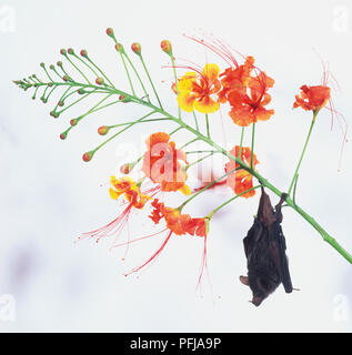 Une chauve-souris (Chiroptera sp.) suspendu à une tige fleurie Banque D'Images