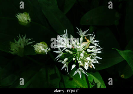 Fleur d'ail sauvage de la tête au-dessus et fond noir Banque D'Images