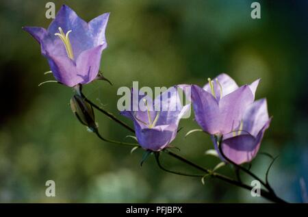 Campanula persicifolia campanule à feuilles (Pêche), fleurs violettes, close-up Banque D'Images