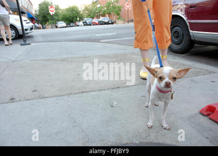 États-unis, Illinois, Chicago, woman walking Chihuahua chien en marche du côté de Chicago Banque D'Images
