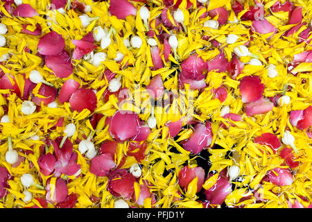 Pétales fond fleur rose , jasmin dans l'eau soufflent dans Songkran festival tradition Thail Banque D'Images