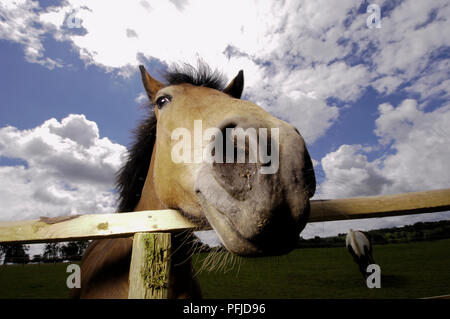 Portrait de horse looking over fence, close-up Banque D'Images