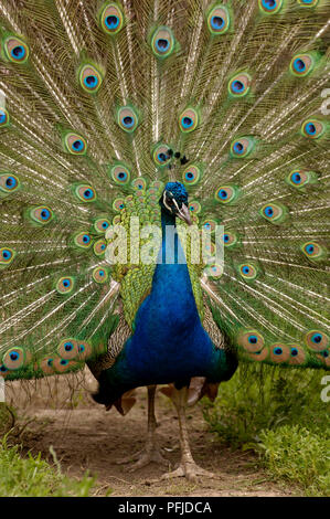 Pavo cristatus (paons indiens), affichage des plumes de paon magnifique Banque D'Images