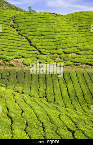 La Malaisie, les champs en terrasses, Sungai Palas Tea Plantation Banque D'Images