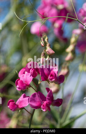 Fleurs rose-pourpre de Lathyrus odoratus pois sucré (plante), close-up Banque D'Images
