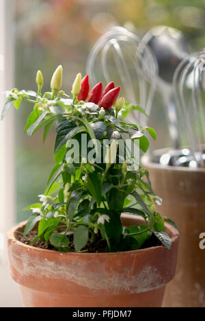 Piment (Capsicum annuum), plante ornementale on windowsill, les ustensiles de cuisine en arrière-plan, close-up Banque D'Images