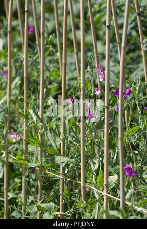 Lathyrus odoratus pois sucré (plante) formés le long des tiges de bambou, close-up Banque D'Images