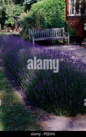 Lavandula (Lavande), arbuste à fleurs violettes poussant dans jardin avec banc en bois Banque D'Images