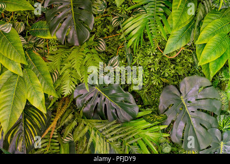 Motif feuilles tropicales. Vert feuille transparente de plantes exotiques sur un fond de jungle sombre. Photo Collage artistique de motifs floraux. Feuilles naturelles palm, banane, monstera toile modèle. Banque D'Images