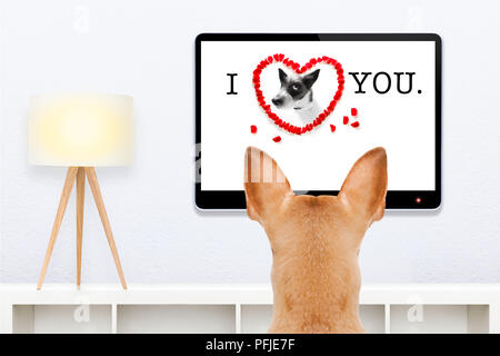En face d'un chien en blanc et vide de la télévision télévision ou écran d'ordinateur pc, l'observation et à la très attentivement ce qui est sur Banque D'Images