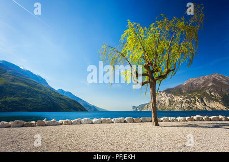 Saule solitaire sur une plage de galets près du lac de Garde à Torbole Banque D'Images