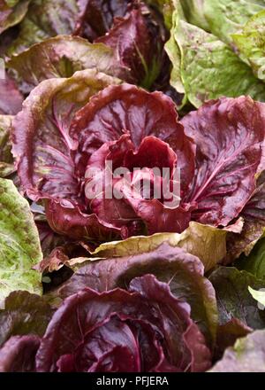 Chicorée Palla Rossa 'Bella', full frame Banque D'Images