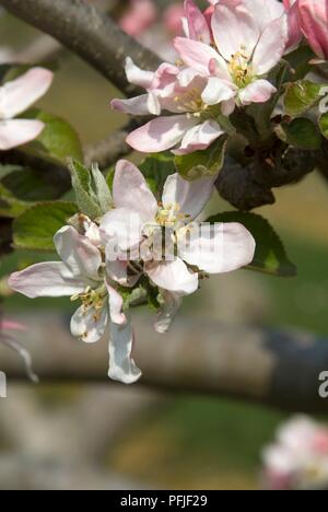 Abeille sur fleur de pommier, Pomme 'Saint Edmund's Pippin', close-up Banque D'Images