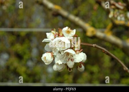 Grappe de fleurs de cerisier 'Merton Glory', close-up Banque D'Images