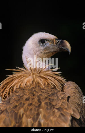 Vautour fauve ou Eurasian Griffon (Gyps fulvus). Le sud de l'Espagne. L'Europe Banque D'Images