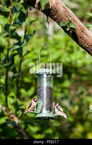 Une paire de chardonnerets, Carduelis carduelis, se nourrissant de graines de niger à partir d'une station de distribution de jardin. Banque D'Images