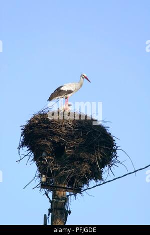 La Lituanie, près de Druskininkai, Vilkiautinis, Stork et jeunes adultes dans un nid sur un poteau d'électricité Banque D'Images