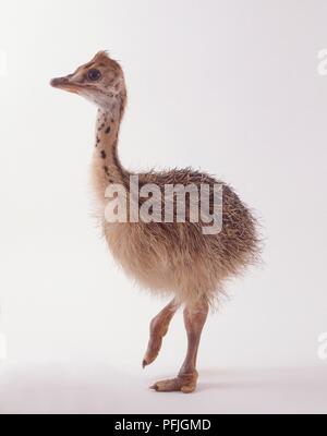 Autruche (Struthio camelus) chick sur une jambe, side view Banque D'Images