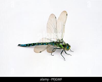 Le sud de hawker dragonfly (Aeshna cyanea), homme Banque D'Images