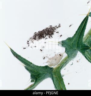 Wolf spiders (Lycosidae) de l'œuf éclos Banque D'Images
