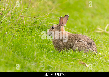 Lapin (Oryctolagus cunniculus) dans un champ d'herbes à Woods de faune à l'usine près de Henfield UK. Cachous et alerte se nourrissant d'herbes d'été. Banque D'Images