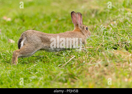 Lapin (Oryctolagus cunniculus) dans un champ à la réserve sauvage de l'usine de bois près de Henfield UK. Avoir un bon étirement entre manger des plantes et d'herbes. Banque D'Images