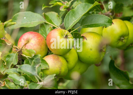 De plus en plus prêts à prendre les pommes mais dans une réserve naturelle et faible apparaissant au hasard bon pour la faune. Vert et Rouge sur les petits fruits rosey laden branches. Banque D'Images