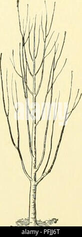 Ce dictionnaire horticole complet couvre un large éventail de plantes vendues en Amérique du Nord, fournissant des conseils de culture, des descriptions d'espèces et des informations géographiques. Il constitue une ressource précieuse pour les jardiniers et les horticulteurs partout aux États-Unis et au Canada. Banque D'Images