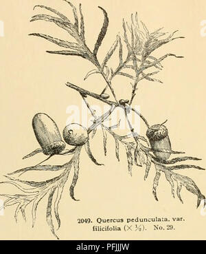 Cette encyclopédie couvre un large éventail de sujets horticoles, y compris des descriptions d'espèces végétales comme le chêne anglais, avec des informations détaillées sur les pratiques culturales et les caractéristiques des plantes pour des utilisations ornementales et pratiques. Banque D'Images