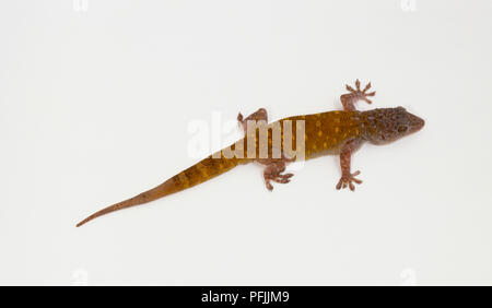 Maison commune gecko (Hemidactylus frenatus), femme, vue de dessus Banque D'Images