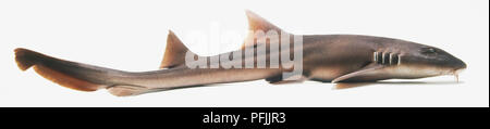 Brown-Banded Requin Bambou, vue de dessus. Banque D'Images