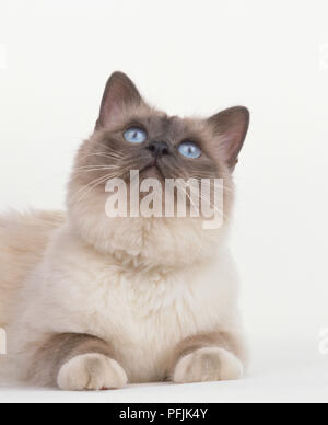 Blue-eyed Birman chat (Felis silvestris catus), jusqu'à la vue de face. Banque D'Images