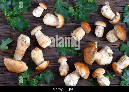 Cèpes frais biologiques sur la vieille table en bois foncé avec des feuilles de chêne vert sur l'arrière-plan, Vue de dessus Banque D'Images