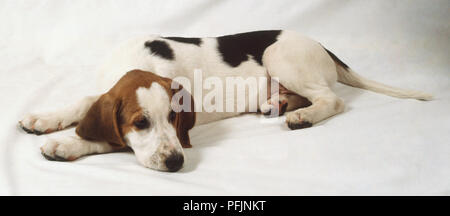 Beagle (Canis familiaris) situé sur la face avant avec sa tête tournée sur le côté, vue de côté. Banque D'Images